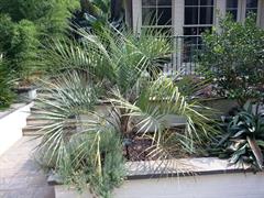 نخل یاتای ارغوانی